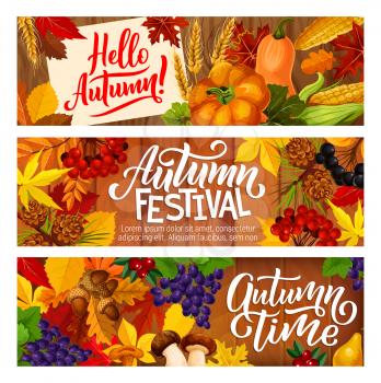 Hello Autumn festival banners of seasonal harvest for fall time holidays celebration. Vector pumpkin, corn and mushrooms cep or chanterelle, rowan berry and oak acorns in autumn maple leaves