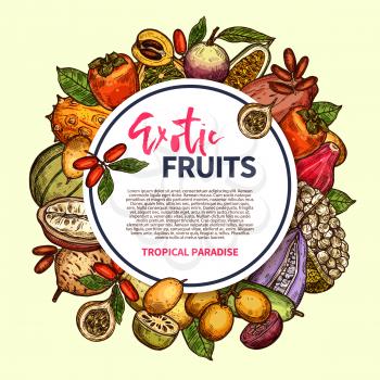 Tropical berries and exotic fruits vector frame. Kiwano, persimmon and cantaloupe, date, star apple and granadilla, kuruba, marang and akebia, miracle fruit, loquat and chambakka vector sketch