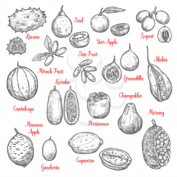 Juicy exotic fruits sketches. Kiwano and bael, star apple and loquat, date, miracle fruit, akebia and granadilla, kuruba and cantaloupe, mammee, gandaria, cupuassu and persimmon, champakka marang