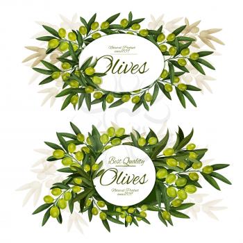 Vector olives posters, surrounded by green olive branches, fruits and leaves. Extra virgin organic olive tree greenery with round and oval frame, mediterranean cuisine ingredient