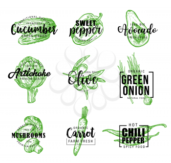 Vegetable icons and signs, lettering. Cucumber and sweet or chili pepper, avocado and artichoke, olive and green onion, mushrooms and carrot. Healthy farm food and organic veggies