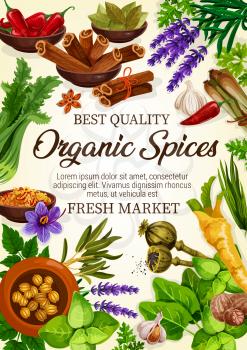 Organic spices herbs and plants. Vector chili pepper, onion leek or anise and oregano, thyme and rosemary, basil and dill, parsley, cumin and vanilla, lavender. Spice for cooking and seasoning