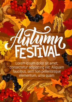 Autumn festival poster for seasonal fall fest or picnic. Vector autumn foliage design of maple or rowan leaf, acorns and wheat harvest with rowanberry on wooden background
