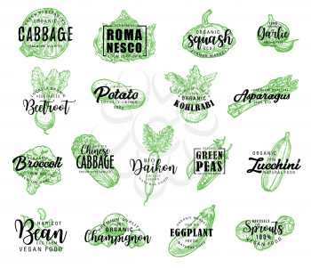 Vegetables, salads and greenery sketch lettering. Vector calligraphy icons of cabbage, romanesco lettuce or squash and garlic, farm beetroot, potato or kohlrabi and asparagus with bio broccoli and daikon
