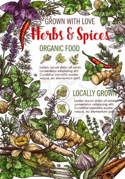 Herbs and spices organic food poster for organic cooking ingredients. Vector sketch ginger, radish or chili pepper and lavender, anise seeds or cinnamon with oregano, basil and cumin or tarragon