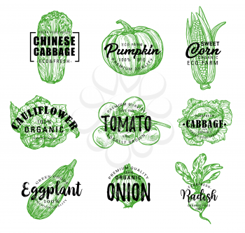 Vegetables sketch lettering for farm market or vegetarian and vegan store or cafe. Vector organic Chinese cabbage napa, pumpkin or corn and cauliflower, tomato with eggplant and onion or radish
