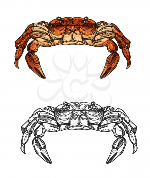 Crab sea animal vector sketch of red crustacean from front view. Seafood restaurant menu, fish market or underwater wildlife themes