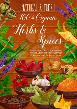 Herbs, spices, cooking condiments and vegetable seasonings vector poster. Pepper, garlic and parsley, chili, vanilla and mint, dill, turmeric and cardamom, horseradish, lavender and poppy flower seed