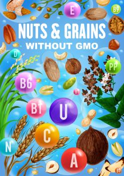Vitamins and minerals in nuts, cereals and grains vector design with food ingredients without GMO. Hazelnut, walnut and wheat, peanut, pistachio and rice, buckwheat, almond and coconut, cashew and pecan