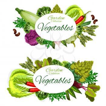 Vegetable, beans and culinary herbs vector posters of organic farm veggies. Chili pepper, broccoli and cabbage, garlic, pea and zucchini, asparagus, squash and beet, romanesco cauliflower and arugula