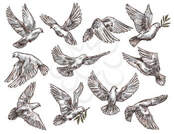 Dove of peace with olive branch vector sketches of flying white pigeon birds. Religion, freedom and holy spirit symbols design