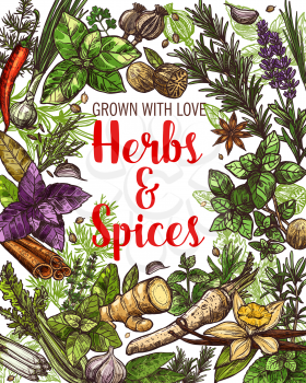 Food condiments, vegetable seasonings, culinary herbs and spices sketches. Parsley, chili pepper and garlic, vanilla, cinnamon and ginger root, basil, rosemary and thyme, nutmeg and anise vector frame