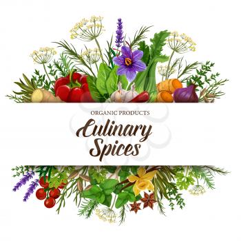 Culinary spices with vegetable seasonings, herbs and condiments. Vector pepper, basil and tomato, ginger, garlic and vanilla, anise, thyme and rosemary, dill, parsley and saffron, lavender and fennel