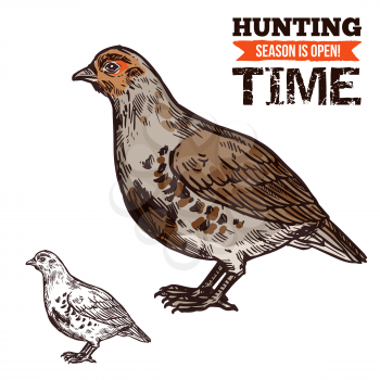 Hunting season, wild grouse in brown plumage. Bird or poultry prey, hunt time, hunters club. Vector fat animal with beak and wings, shooting sport or hobby, live flying aim in sketch style isolated