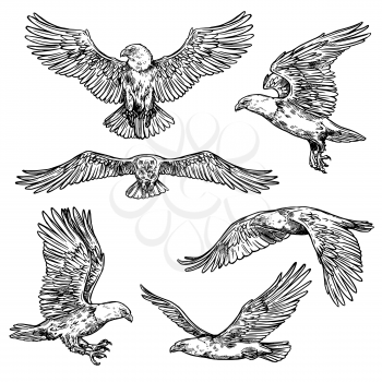 Eagle flight sketches, bird with spread wings and sharp claws with beak. Vector isolated hawk icon, symbol of nobility, power and strength. Wild falcon outline in motion