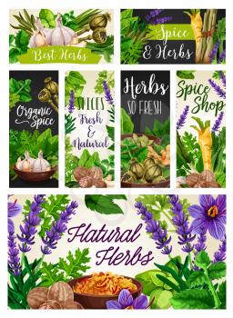Herbs and spices, natural seasonings, food condiments. Vector garlic and rosemary, poppy and melissa, celery and leek. Lavender and ginger, lemongrass and bay leaf, parsley and saffron, nutmeg