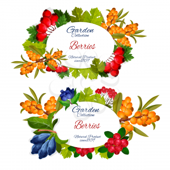 Garden berries harvest banners. Vector dog-rose briar, sea buckthorn or honeysuckle and cowberry or foxberry, viburnum and juniper berry