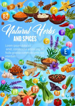 Spices, cooking herbs and herbal seasonings vitamins. Vector culinary condiments healthy minerals in organic cinnamon, pepper or nutmeg and natural ginger, garlic or lemongrass and lavender spice