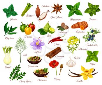 Spices and cooking herbs, herbal and vegetable or fruit seasonings. Vector culinary condiments perilla, wasabi or shallot and anise, oregano with paprika or lime and mustard, juniper berry and vanilla
