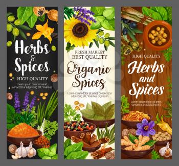 Cooking spices seasonings and culinary herbs banners. Vector organic natural herbal flavorings bay leaf, turmeric curry or parsley and dill, lavender or garlic with pepper and horseradish or nutmeg