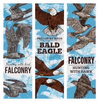Eagles, falcons and hawks predatory birds sketch. Vector falconry or falcon hunt banners of vulture birds of prey or bald eagle