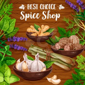 Cooking spices, culinary seasonings and herbs. Vector organic natural herbal flavorings garlic, ginger or nutmeg and sage or bay leaf, lavender or lemongrass with parsley and dill
