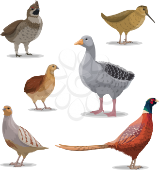 Birds species, hunting season, poultry isolated vector. Goose and grouse, woodcock and pheasant, quail and partridge. Forest winged and feathered animals with bright plumage, realistic wildfowl