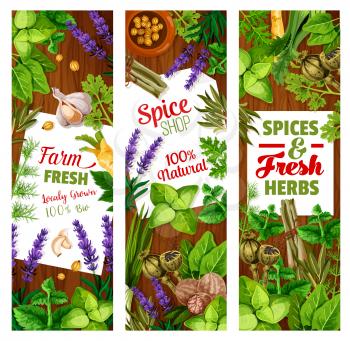Spice and herbs, seasoning and greenery, cooking condiments. Vector cardamom and ginger, lavender and parsley, nutmeg and basil, lemongrass and leek, garlic and rosemary, poppy and dill, leek