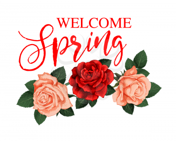 Welcome Spring Season greeting card with rose flower. Floral bouquet of pink and red flower of garden rose with green leaf and lush blossom for Springtime holiday festive poster design