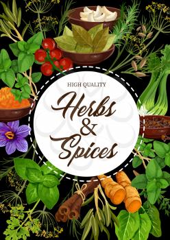 Seasoning herbs and spices or condiments. Vector rosemary and thyme, basil, dill and parsley, sage and bay leaf, onion and oregano, ginger and vanilla or mint, cinnamon, garlic and chili pepper