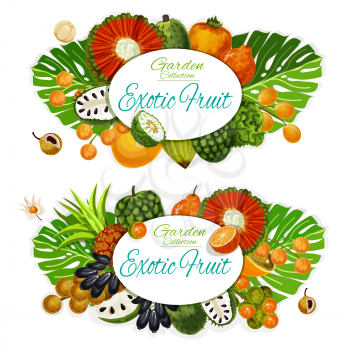 Exotic fruits and berries with tropical palm leaves vector posters. Tangerine, cherimoya and physalis, soursop, pu hala and bergamot, pandan, persimmon and longkong branches. Food and drinks design