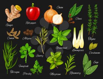 Spices and herbs vector icons of vegetable food seasonings and condiments. Red pepper, green basil and parsley, ginger root, onion and thyme branch, rosemary, cardamom seed and marjoram, cloves, sage