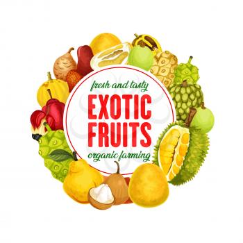 Exotic fruits banner, organic farming, healthy nutrition. Vector marindo or noni, durian and sala, mamey and marula, platonia and bael. Chompoo and ackee, pomelo and pepino, quince and sugar apple