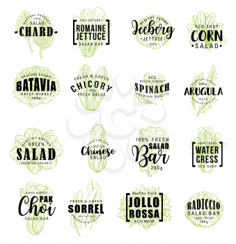 Vegetable lettering icons, farm veggies sketches. Vector chard and lettuce, corn and batavia, radicchio and spinach, iceberg salad. Water cress and pak choi, sorrel and jollo rossa