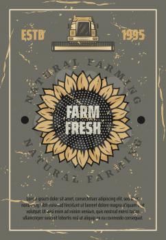 Farming, agriculture industry vintage vector poster. Sunflower bud full of edible seeds and combine machine for harvest. Old scratched paper