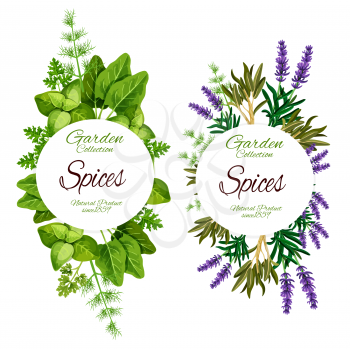 Spices and herbs of lavender, sage or marjoram and sage leaf. Vector natural organic farm food of spinach and sorrel, rosemary and tarragon plant with dill and parsley for salad dressing