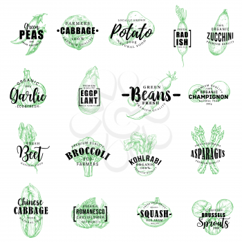Vegetables sketch lettering icons. Vector veggie green pea, cabbage and potato, radish with zucchini and garlic, eggplant or champignon, beet with broccoli and kohlrabi, squash and asparagus