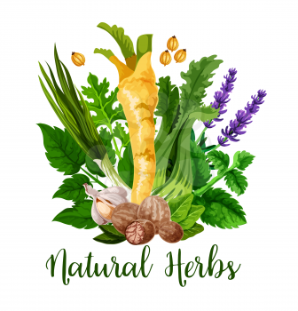 Natural herbs and organic cooking seasonings spices, vector. Horseradish, lavender flavoring or garlic and nutmeg spice, onion leek with celery and peppermint, sage and bay leaf