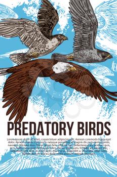 Birds of prey or predatory birds sketch. Vector raptor eagle vulture, falcon and hawk flying in sky wit spread wings. Ornithology or zoo design and wild nature protection