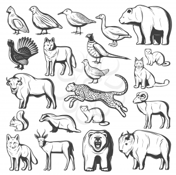 Wild animals and birds, hunting sport. Vector monochrome bear, wolf and cheetah, buffalo, lynx and bison, pheasant, quail and goose, gazelle, grizzly and fox, squirrel, mink and sable