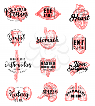 Human body organs sketches with hand drawn lettering, medical clinic or dentistry emblem design. Brain, heart and lungs, liver, kidney and tooth, eye, spine and ear, spleen, stomach and intestine