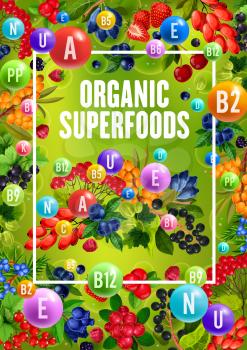 Superfood berries with natural organic vitamins and minerals. Vector healthy berry fruits, sea buckthorn or honeysuckle and cowberry or foxberry, viburnum and juniper berry
