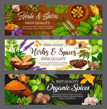 Spices, herbs and vegetable greens, food seasonings, condiments. Vector parsley, mint and garlic, pepper and basil, vanilla flower and ginger, oregano, saffron and turmeric, cardamom and nutmeg