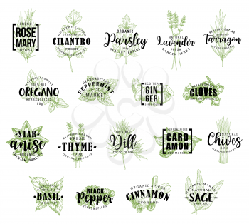 Spice and herb vector lettering. Rosemary and cilantro, parsley and lavender, tarragon and oregano, peppermint and ginger, cloves and anise, thyme and dill, cardamon and chives, basil icons with words