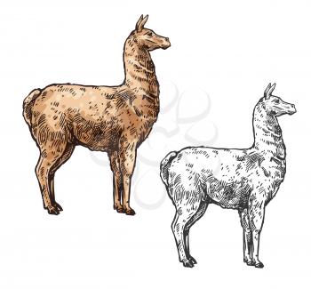 Alpaca or lama sketch mammal animal. Vector South American mammal, Cinco de Mayo Mexican traditional holiday and zoo symbol, isolated alpaca llama