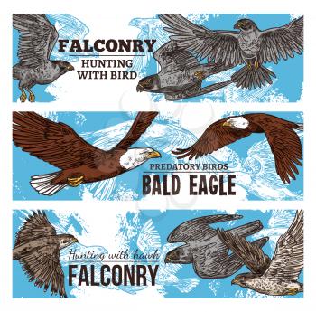 Falconry hunting with wild birds sketch banners. Vector eagles, falcons and predatory vultures, hawks bird of prey and bald eagle flying in sky in traditional falconry hunt
