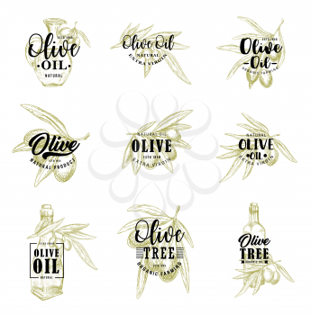 Olive sketch lettering, olive oil or pickled marinades package and natural framing product icons. Vector isolated symbols of olive branch, organic extra virgin oil in bottle or glass jar