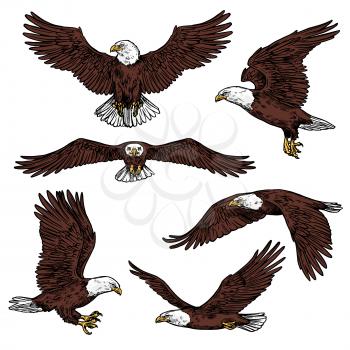 Bald eagle icons flying with spread wings front and side view. Vector birds of prey or predatory birds, raptor eagle vulture, falcon or hawk for ornithology or zoo design and power symbol