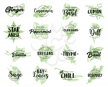 Spices and herbs or organic seasonings sketch lettering. Vector calligraphy for ginger, cinnamon or basil and cumin with anise star seed and peppermint, tarragon flavoring and dill or vanilla