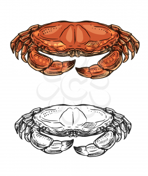Crab sketch of seafood animal with red claws and shell. Vector sea shellfish or crustacean, ocean crawfish marine delicacy, fish market symbol or mediterranean cuisine restaurant menu